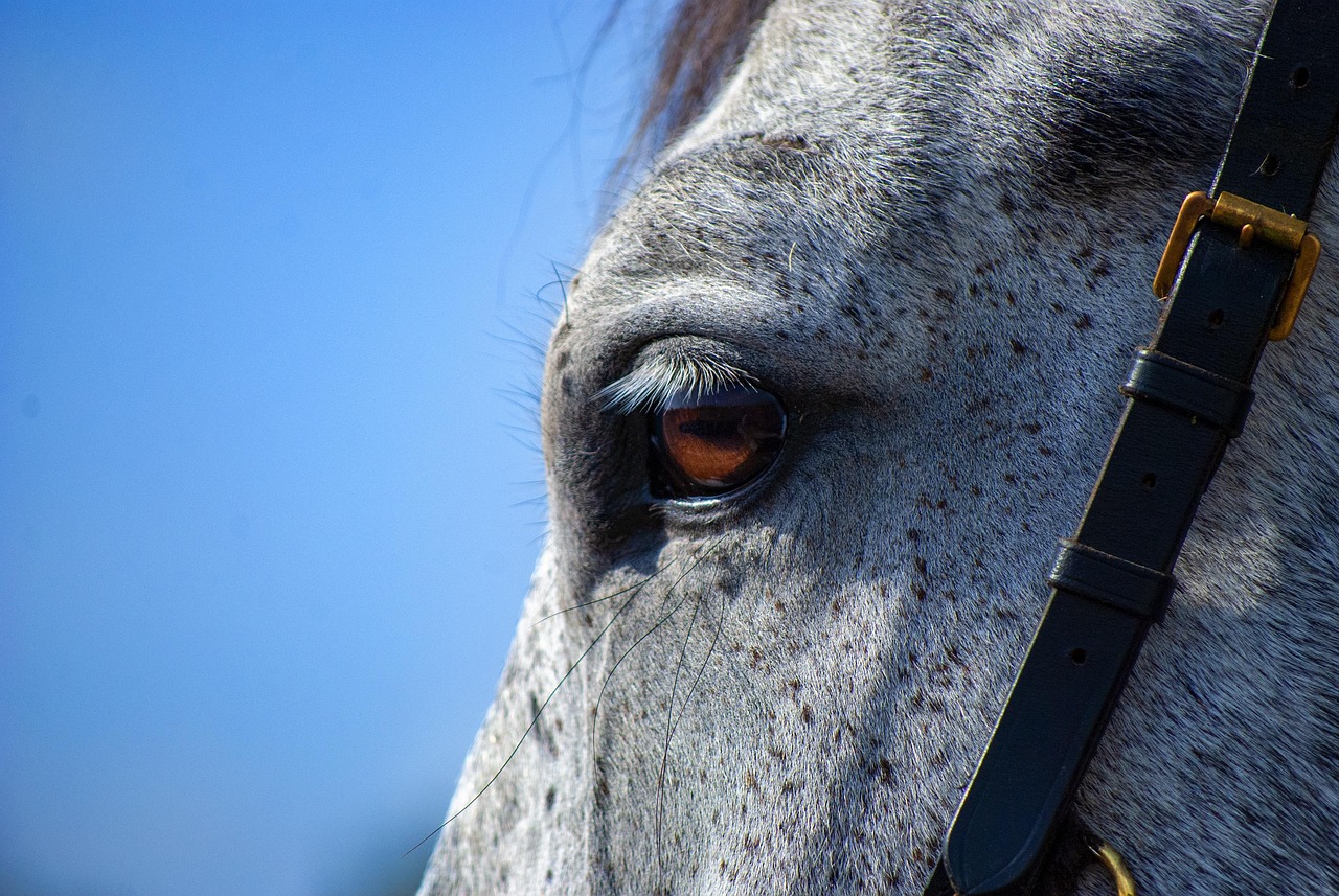 Reiten auf der Alpenlodge